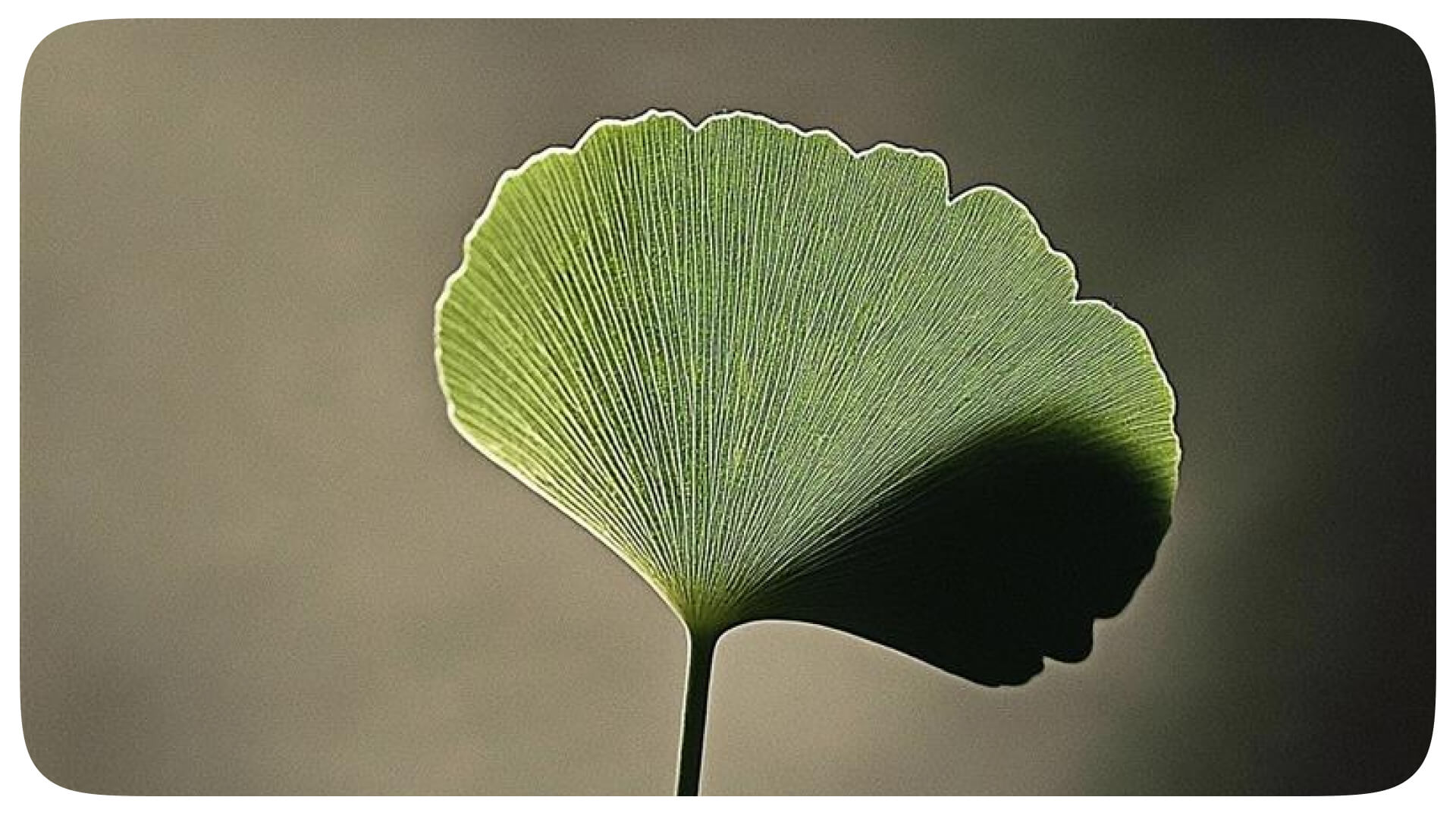Natur